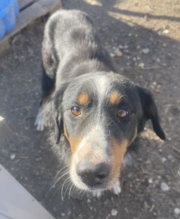 Silvan, geb. ca.02/2023, lebt in GRIECHENLAND, im städt. Tierheim Serres