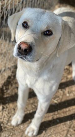 Greg, geb. ca.02/2023, lebt in GRIECHENLAND, im städt. Tierheim Serres