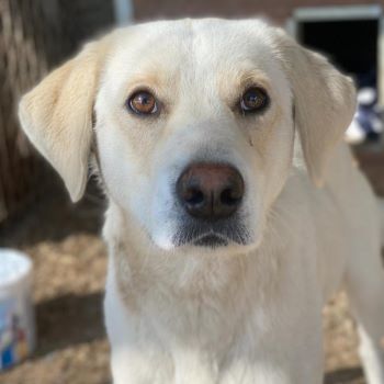 Greg, geb. ca.02/2023, lebt in GRIECHENLAND, im städt. Tierheim Serres