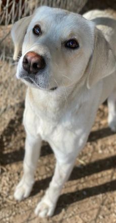 Greg, geb. ca.02/2023, lebt in GRIECHENLAND, im städt. Tierheim Serres