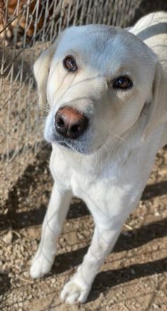 Greg, geb. ca.02/2023, lebt in GRIECHENLAND, im städt. Tierheim Serres