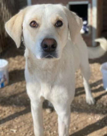 Greg, geb. ca.02/2023, lebt in GRIECHENLAND, im städt. Tierheim Serres