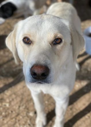 Greg, geb. ca.02/2023, lebt in GRIECHENLAND, im städt. Tierheim Serres