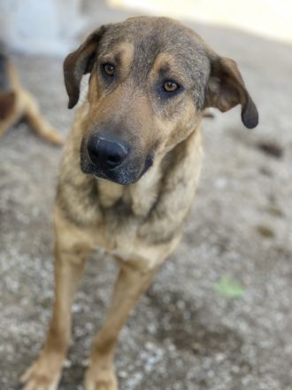 Novo, geb. ca. 04/2023, lebt in GRIECHENLAND, im städt. Tierheim Serres