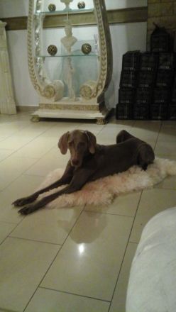Weimaraner Welpe, Hündin, silbern mit Pap.