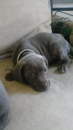 Weimaraner Welpe, Hündin, silbern mit Pap.
