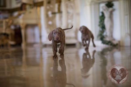Weimaraner Welpe, Hündin, silbern mit Pap.