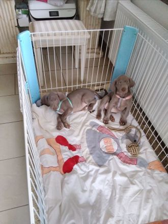 Weimaraner Welpe, Hündin, silbern mit Pap.