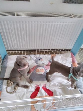 Weimaraner Welpe, Hündin, silbern mit Pap.