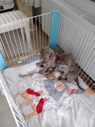 Weimaraner Welpe, Hündin, silbern mit Pap.