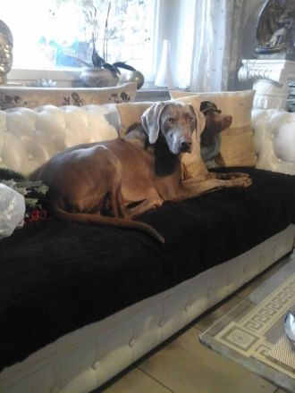 Weimaraner Welpe, Hündin, silbern mit Pap.