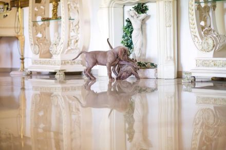 Weimaraner Welpe, Hündin, silbern mit Pap.