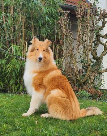 Collie Rüde Uno sucht neuen Wirkungskreis