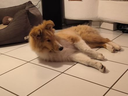 Collie Rüde Uno sucht neuen Wirkungskreis