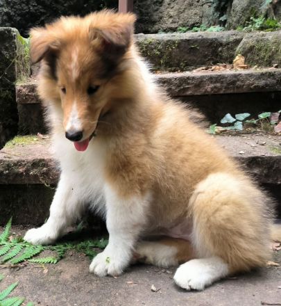 Collie Rüde Uno sucht neuen Wirkungskreis