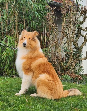 Collie Rüde Uno sucht neuen Wirkungskreis