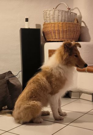 Collie Rüde Uno sucht neuen Wirkungskreis
