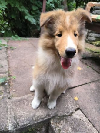 Collie Rüde Uno sucht neuen Wirkungskreis