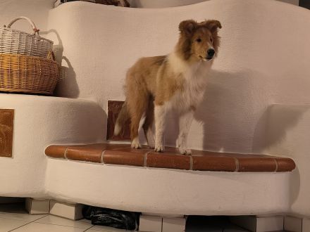 Collie Rüde Uno sucht neuen Wirkungskreis