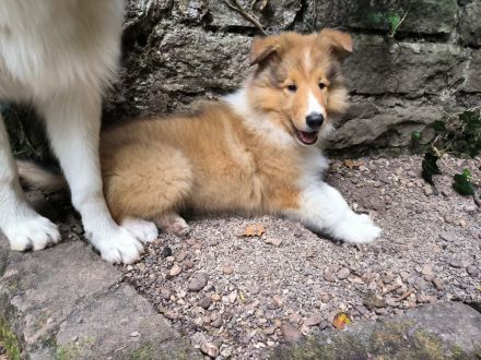 Collie Rüde Uno sucht neuen Wirkungskreis