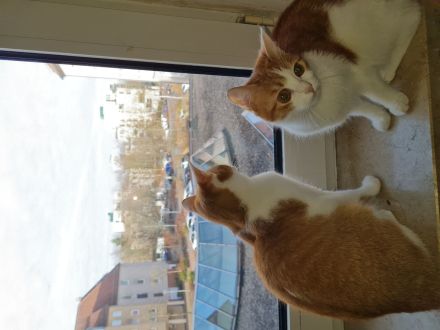 2 kätzchen 1 Jahr jung