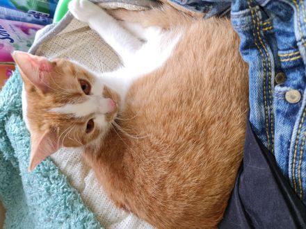 2 kätzchen 1 Jahr jung