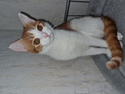 2 kätzchen 1 Jahr jung