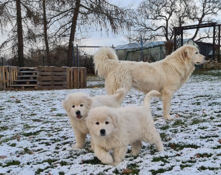 Wir erwarten im April Maremmen- Abruzzen Schäferhund Welpen