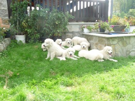 Wir erwarten im April Maremmen- Abruzzen Schäferhund Welpen