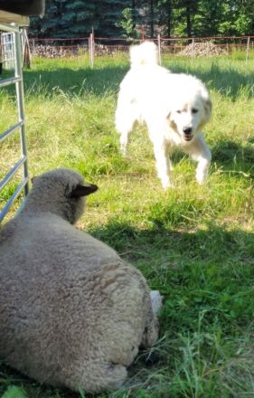 Wir erwarten im April Maremmen- Abruzzen Schäferhund Welpen