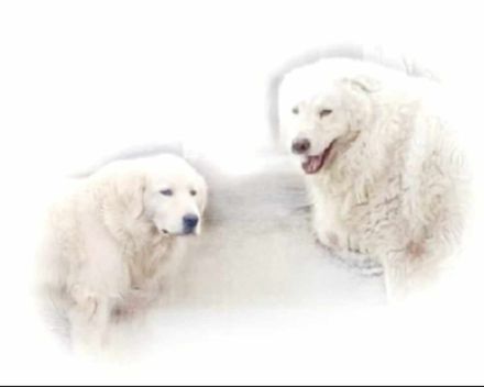 Wir erwarten im April Maremmen- Abruzzen Schäferhund Welpen