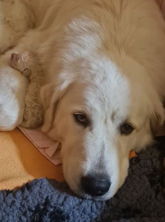 Wir erwarten im April Maremmen- Abruzzen Schäferhund Welpen