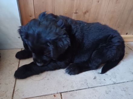 Family Hund