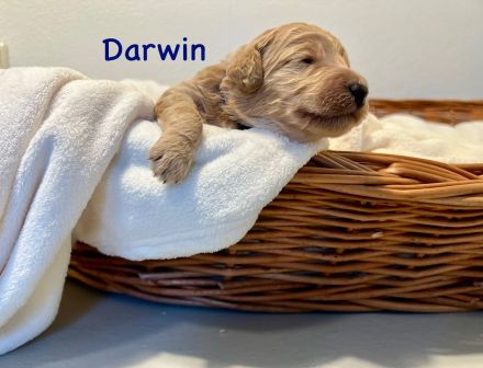 Goldendoodle F1BB in apricot/red