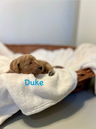 Goldendoodle F1BB in apricot/red