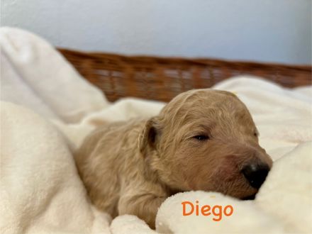 Goldendoodle F1BB in apricot/red