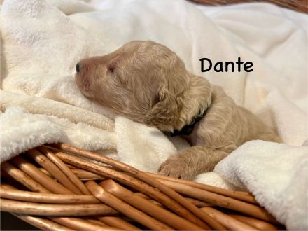 Goldendoodle F1BB in apricot/red