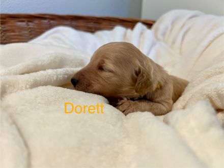 Goldendoodle F1BB in apricot/red