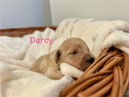 Goldendoodle F1BB in apricot/red