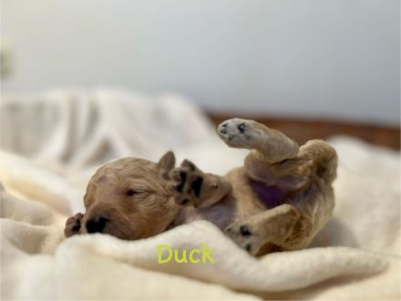 Goldendoodle F1BB in apricot/red