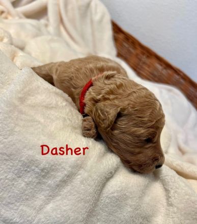 Goldendoodle F1BB in apricot/red