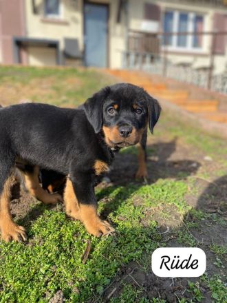 Rottweiler Welpen