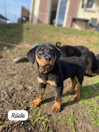 Rottweiler Welpen
