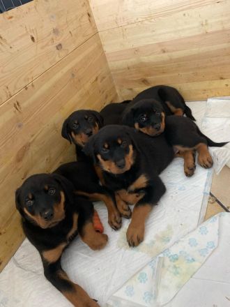 Rottweiler Welpen
