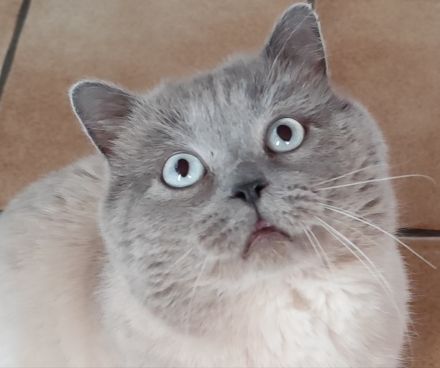 Reinrassiger BKH Blue-Point Deckkater mit hellblauen Augen.