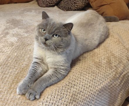 Reinrassiger BKH Blue-Point Deckkater mit hellblauen Augen.