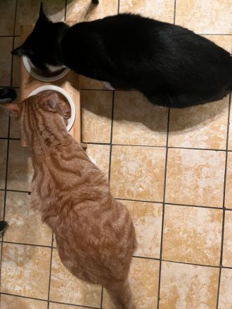 Zwei Hauskatzen suchen dringend Zuhause