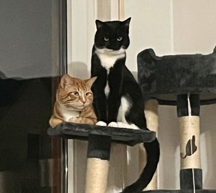 Zwei Hauskatzen suchen dringend Zuhause