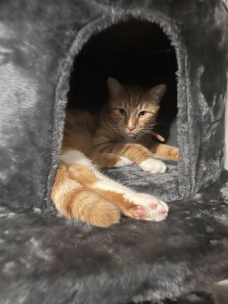 Zwei Hauskatzen suchen dringend Zuhause