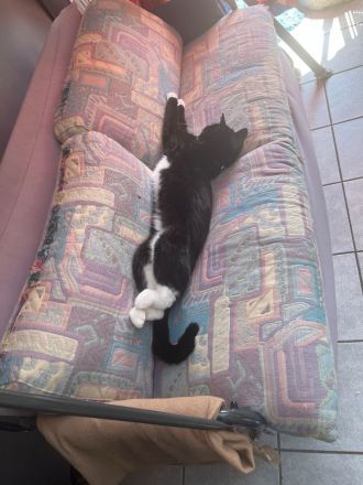 Zwei Hauskatzen suchen dringend Zuhause